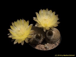 Lobivia famatimensis v. sanjuanensis WR557 84
